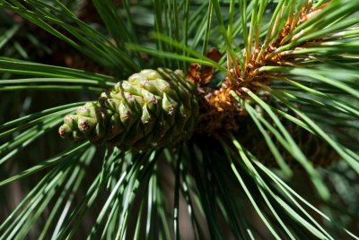 Pinus nigra - borovice černá - šiška